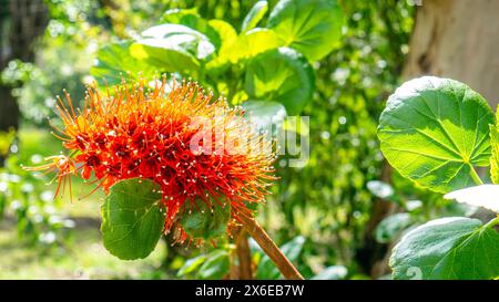 Rote Blüten von Greyia sutherlandii, der geburtlichen Flaschenbürste Stockfoto