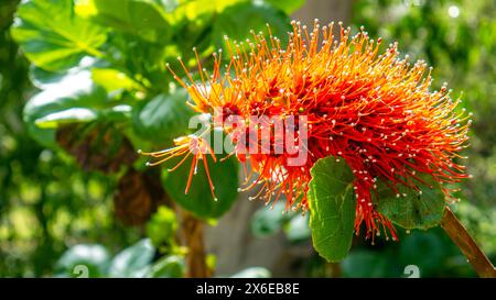 Rote Blüten von Greyia sutherlandii, der geburtlichen Flaschenbürste Stockfoto