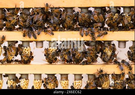 Ein Rahmen voller transplantierter Königinnen-Zellen, bedeckt mit Bienen Stockfoto