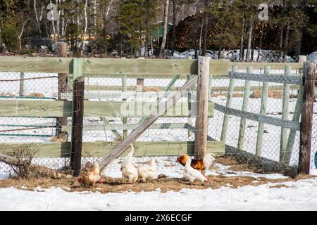 Hühner auf einer Farm in Whitney in Miramichi, New Brunswick, Kanada Stockfoto