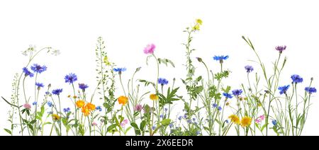 Bunte Wiesenblumen auf weißem Hintergrund, Bannerdesign Stockfoto