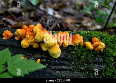 Huhn des Woods Pilz in Pennsylvania Stockfoto