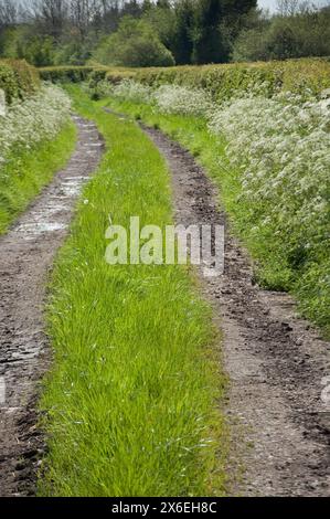 Country Lane, Preston, Lancashire, Großbritannien Stockfoto