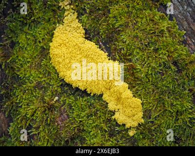 Gelbe Schleimform oder Hundeerbrecher Schleimform (Fuligo septica) Fütterungsstadium eines Amoebozoa plasmodium, das Pflanzenreste auf moosigem gefallenem Holz recycelt Stockfoto