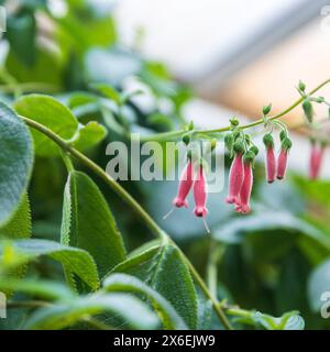 Sinningia sellovii blüht im Frühjahr mit kleinen rosa Glocken. Quadratischer Rahmen. Stockfoto