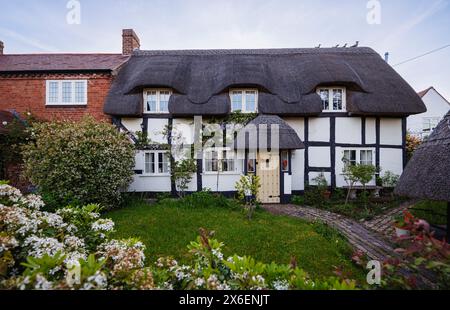 Die Vorderseite eines hübschen, mit Strohdach versehenen, weißen Fachwerkhauses in Callow End, einem Dorf im Malvern Hills District von Worcestershire, England Stockfoto