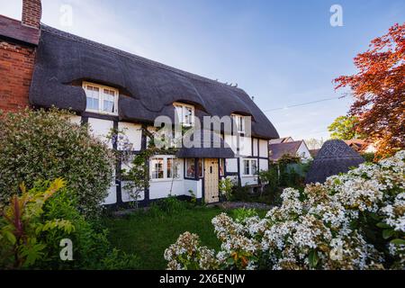 Die Vorderseite eines hübschen, mit Strohdach versehenen, weißen Fachwerkhauses in Callow End, einem Dorf im Malvern Hills District von Worcestershire, England Stockfoto