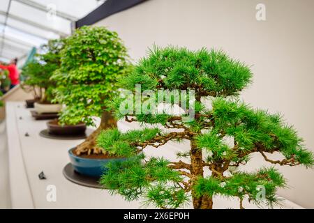 Bonsai Trees im Floral Marquee beim RHS Malvern Spring Festival auf dem Three Counties Showground, Malvern Stockfoto