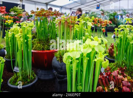 Pitcher Plants (Sarracenia flava Species) im Floral Marquee beim RHS Malvern Spring Festival auf dem Three Counties Showground, Malvern Stockfoto