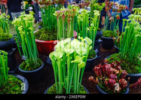 Pitcher Plants (Sarracenia flava Species) im Floral Marquee beim RHS Malvern Spring Festival auf dem Three Counties Showground, Malvern Stockfoto