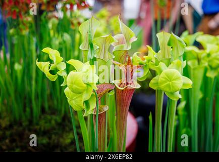 Pitcher Plants (Sarracenia flava Species) im Floral Marquee beim RHS Malvern Spring Festival auf dem Three Counties Showground, Malvern Stockfoto