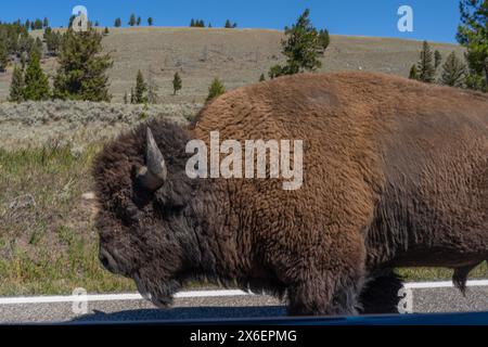 Großer Bison, der die Straße hinunter im Yellowstone-Nationalpark läuft. Stockfoto