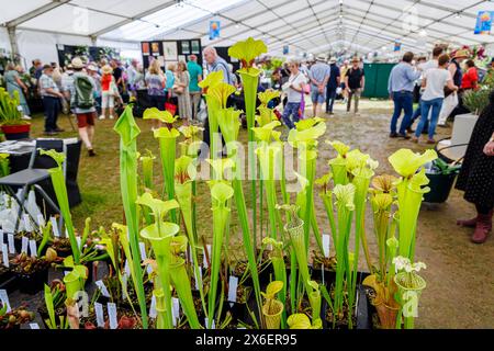 Pitcher Plants (Sarracenia Species) am Eingang zum Floral Marquee beim RHS Malvern Spring Festival auf dem Three Counties Showground, Malvern Stockfoto