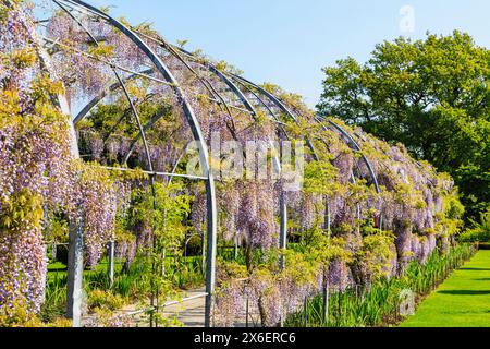 Wunderschöner malvenfarbener Glyzinien-Bogen (Wisteria Kokuryu) blüht im Frühjahr im RHS Garden, Wisley, Surrey, Südosten Englands Stockfoto