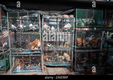 Lebende Hühner in Käfigen, die auf einem kleinen Straßenmarkt in Sri Lanka zum Verkauf angeboten werden Stockfoto