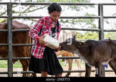 Lateinisches Bauernmädchen, das mit einer Flasche ein kleines neugeborenes Kalb im Korral ernährt Stockfoto