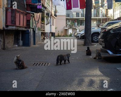 Gartenkatzen. Katzen laufen auf dem Asphalt. Georgianischer Stadthof mit Tieren. Flauschige Tiere Stockfoto