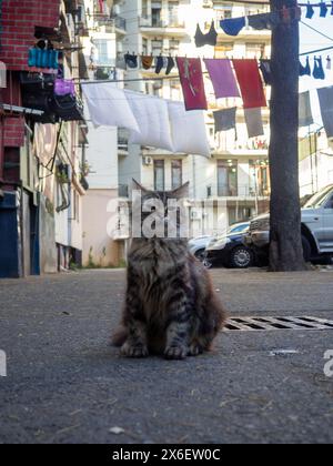 Gartenkatzen. Katzen laufen auf dem Asphalt. Georgianischer Stadthof mit Tieren. Flauschige Tiere Stockfoto