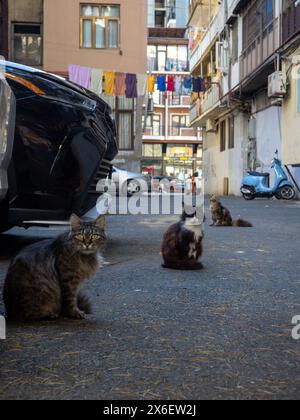 Gartenkatzen. Katzen laufen auf dem Asphalt. Georgianischer Stadthof mit Tieren. Flauschige Tiere Stockfoto