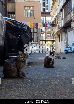 Gartenkatzen. Katzen laufen auf dem Asphalt. Georgianischer Stadthof mit Tieren. Flauschige Tiere Stockfoto