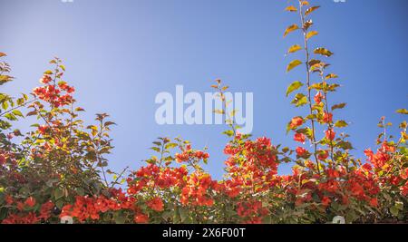 Paperflower oder Bougainvillea gegen den blauen Himmel. Stockfoto
