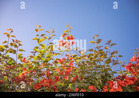 Paperflower oder Bougainvillea gegen den blauen Himmel. Stockfoto