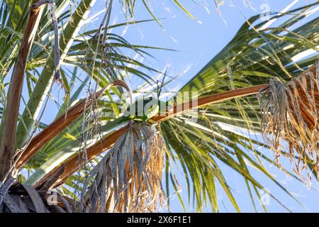 Grüner Papagei in einer Palme in Los Angeles Stockfoto