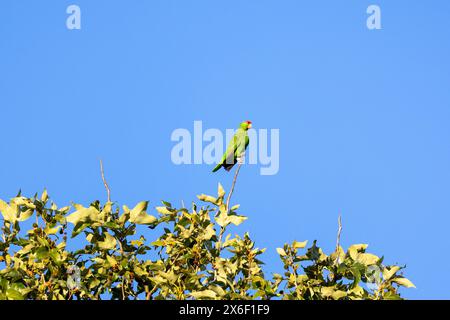 Grüner Papagei in einem Baum in Los Angeles Stockfoto