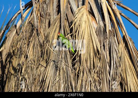 Grüner Papagei in einer Palme in Los Angeles Stockfoto