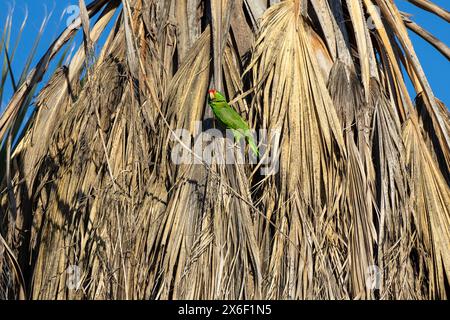 Grüner Papagei in einer Palme in Los Angeles Stockfoto