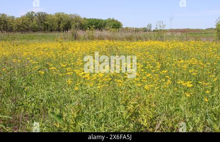 Butterweed dominiert eine Wiese in der Middlefork Savanna im Lake Forest, Illinois Stockfoto