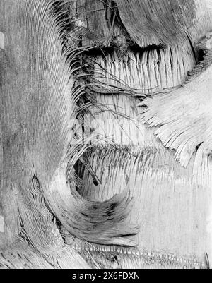 BW01787-00..... KALIFORNIEN – Detail der Wüstenpalme (Washingtonia filifera), auch bekannt als California Fan Palm oder California Palm. San Diego Stockfoto