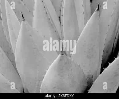 BW01809-03....WASHINGTON - Detail der Agave im Washington Park Arboretum. Ilford Delta 100 Film. Stockfoto