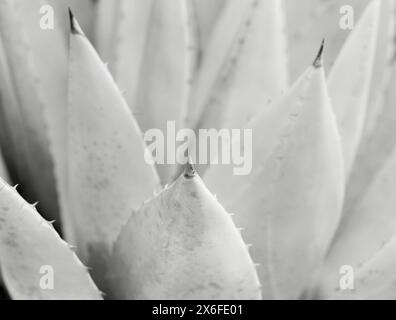 BW01809-05....WASHINGTON - Detail der Agave im Washington Park Arboretum. Ilford Delta 100 Film. Stockfoto