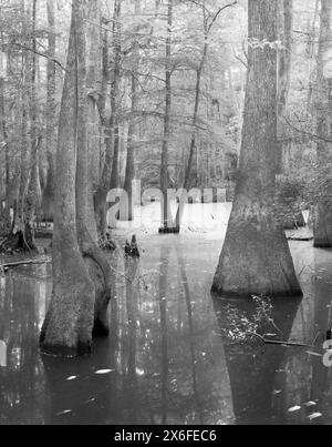 BW01846-31SOUTH CAROLINA-Mixed Forest entlang des Kingsnake Trail im Congaree Swamp National Park. Stockfoto