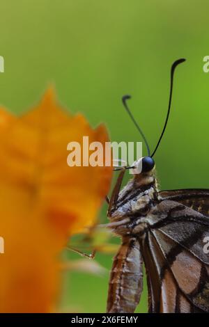 Limettenschmetterling oder Zitronenschmetterling (papilio demoleus), auch bekannt als karierter Schwalbenschwanz, auf Bougainvillea, saugen Nektar und bestäuben die Blüte Stockfoto
