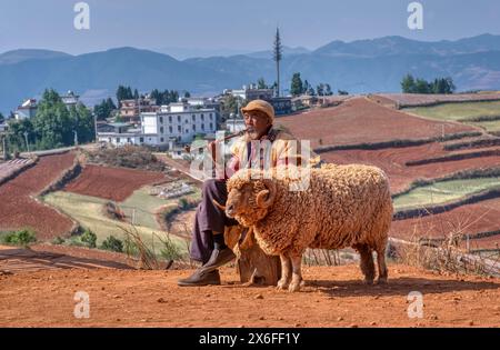 Yunnan, China. 27. April 2024: Ein alter Hirte raucht Pfeife und sitzt mit seinem Widder auf dem Holzstamm auf der offenen Farm im Dongchuan Red Earth Land. Stockfoto