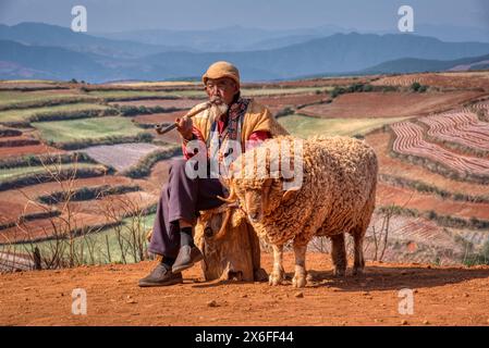 Yunnan, China. 27. April 2024: Ein alter Hirte raucht Pfeife und sitzt mit seinem Widder auf dem Holzstamm auf der offenen Farm im Dongchuan Red Earth Land. Stockfoto