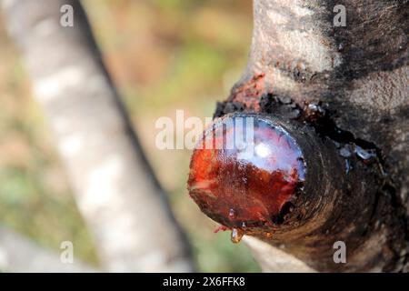 Nahaufnahme von Kaugummi, der aus der Aakazie-Baumschnitt-Wunde austritt. Stockfoto