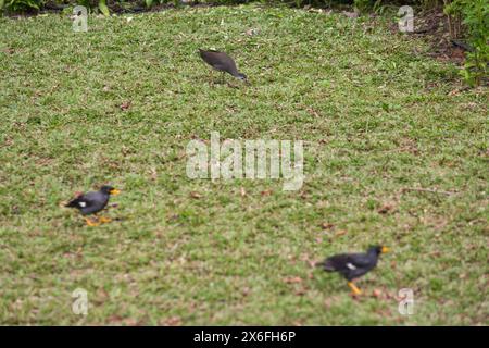 Eine Weißbrust Waterhen-Spezies im Freien auf der Suche nach Nahrung, während Javan Myna schwarze Vögel im Vordergrund stehen. Singapur. Südostasien. Stockfoto