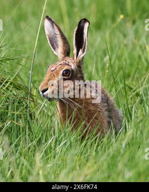 Ein Braunhase (Lepus europaeus) in den Cotswold Hills Gloucestershire UK Stockfoto