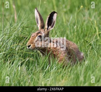 Ein Braunhase (Lepus europaeus) in den Cotswold Hills Gloucestershire UK Stockfoto