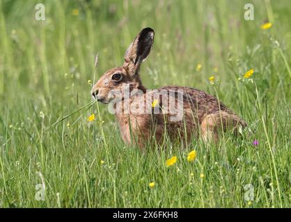 Ein Braunhase (Lepus europaeus) in den Cotswold Hills Gloucestershire UK Stockfoto