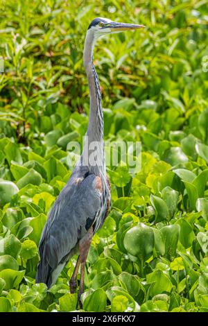 Der große Blaureiher (Ardea herodias) steht im Paynes Prairie Preserve State Park in Micanopy, Florida, in der Nähe von Gainesville. (USA) Stockfoto