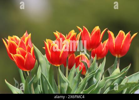 Großer blauer Reiher, sitzend, Kiefer, Baum, Äste, hoch, Auge, Tierwelt, Grün, Natur, draußen, Tag, Vogel, Schnabel, Feder, Beine, Reiher, Ornithologie, Stockfoto