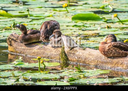 Eine Gruppe von getufteten Enten und Stockenten in freier Wildbahn. Getuftete Ente, Pochard, Aythya Fuligula im Teich. Stockfoto