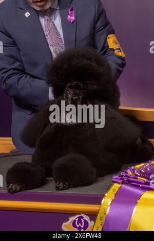 New York, Usa. Mai 2024. NEW YORK, NEW YORK – 14. MAI: Handler Kaz Hosaka mit Surrey sage, auch bekannt als „sage“, einem Miniatur-Pudel aus Houston, Texas, besuchen Sie einen Presser, nachdem Sie den Best in Show-Wettbewerb während der 148. Westminster Kennel Club Dog Show im USTA Billie Jean King National Tennis Center in Queens am 14. Mai 2024 in New York City gewonnen haben. Quelle: Ron Adar/Alamy Live News Stockfoto
