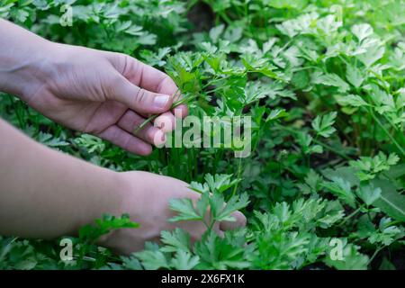 Männliche Hände sammeln frisch gewachsene Petersilie aus dem Gartenbett. Einheimische Landwirtschaft gesundes Landleben Konzept. Landwirtschaft Stockfoto