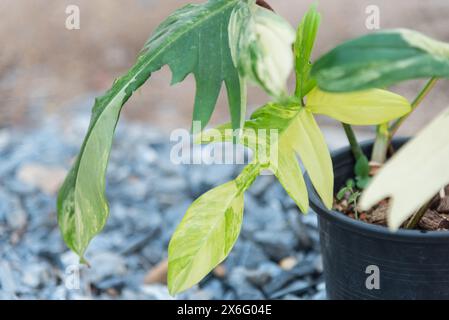 Nahaufnahme zu Philodendron Florida Beauty im Topf Stockfoto