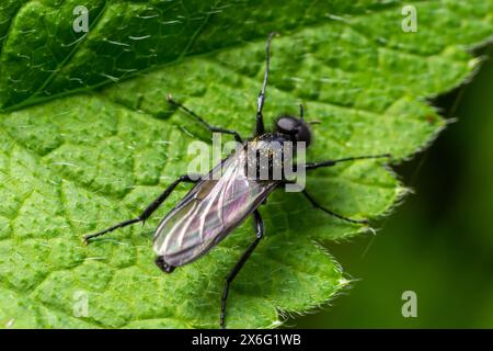 Bibio marci ist eine Fliege aus der Familie Bibionidae, genannt Märzfliegen und Wanzen. Larven dieser Insekten leben im Boden und beschädigten Pflanzenwurzeln. Stockfoto